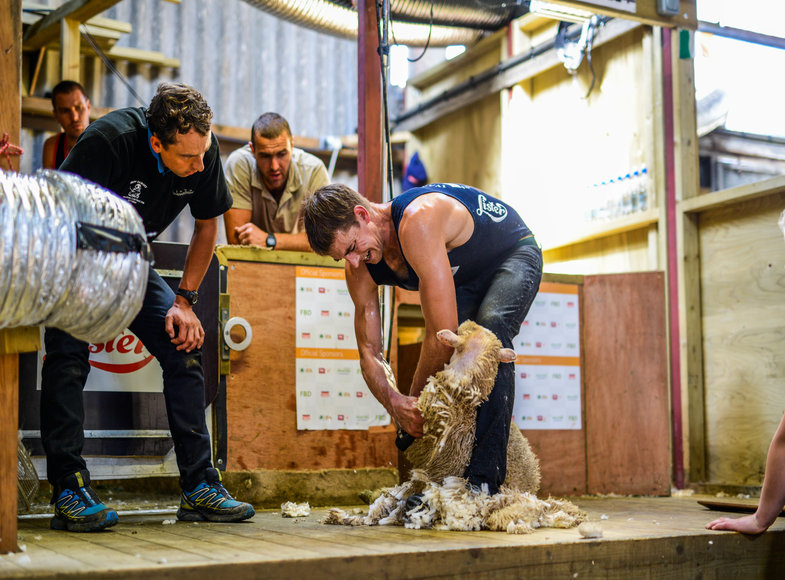 Competitive Sheep Shearing, Sponsored by Lister Shearing