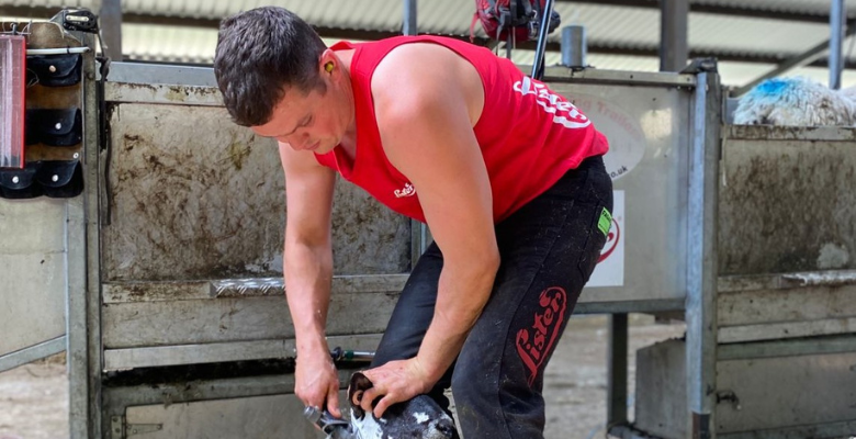 Welsh shearer set to make his mark with British record attempt.