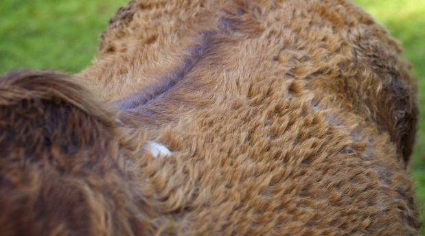Managing Horses with Cushing's Disease: Top Tips and the Role of Clipping