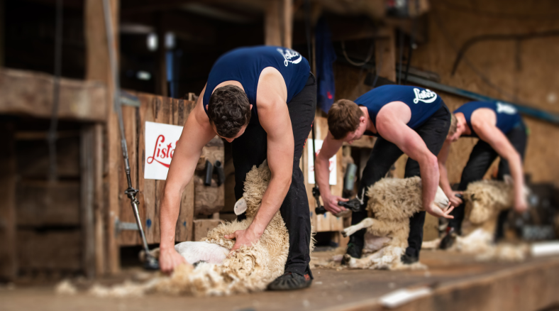 The Sport of Sheep Shearing