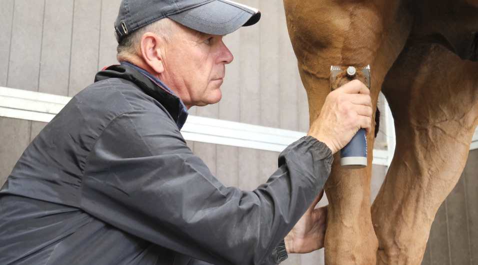 Sedating a horse for clipping: The pro's and con's