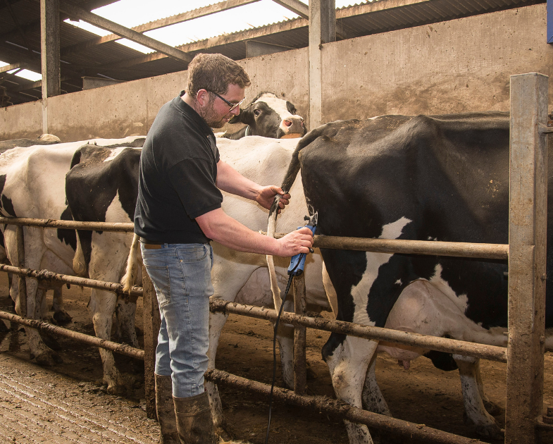 Top Tips For Clipping Cattle For Showing